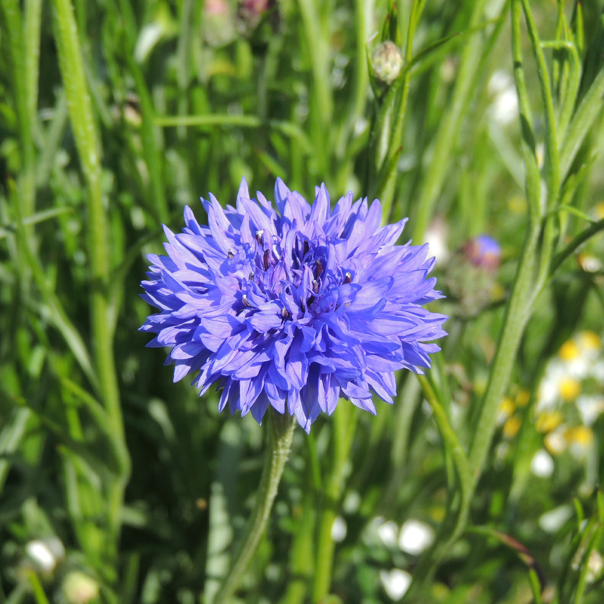 Kornblume Blue Boy - Centaurea cyanus Blue Boy - Willemse