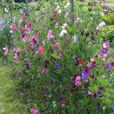 Duftwicken-Kollektion - Willemse