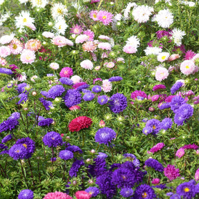 Chrysanthemen-blühende Aster Mischung - Willemse