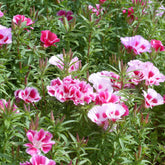 Sommerazaleen Mischung - Clarkia - Willemse