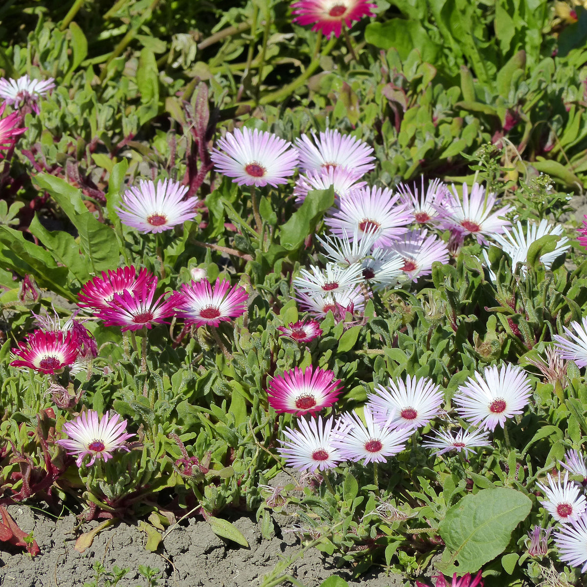 Mittagsblumen Mischung - Willemse