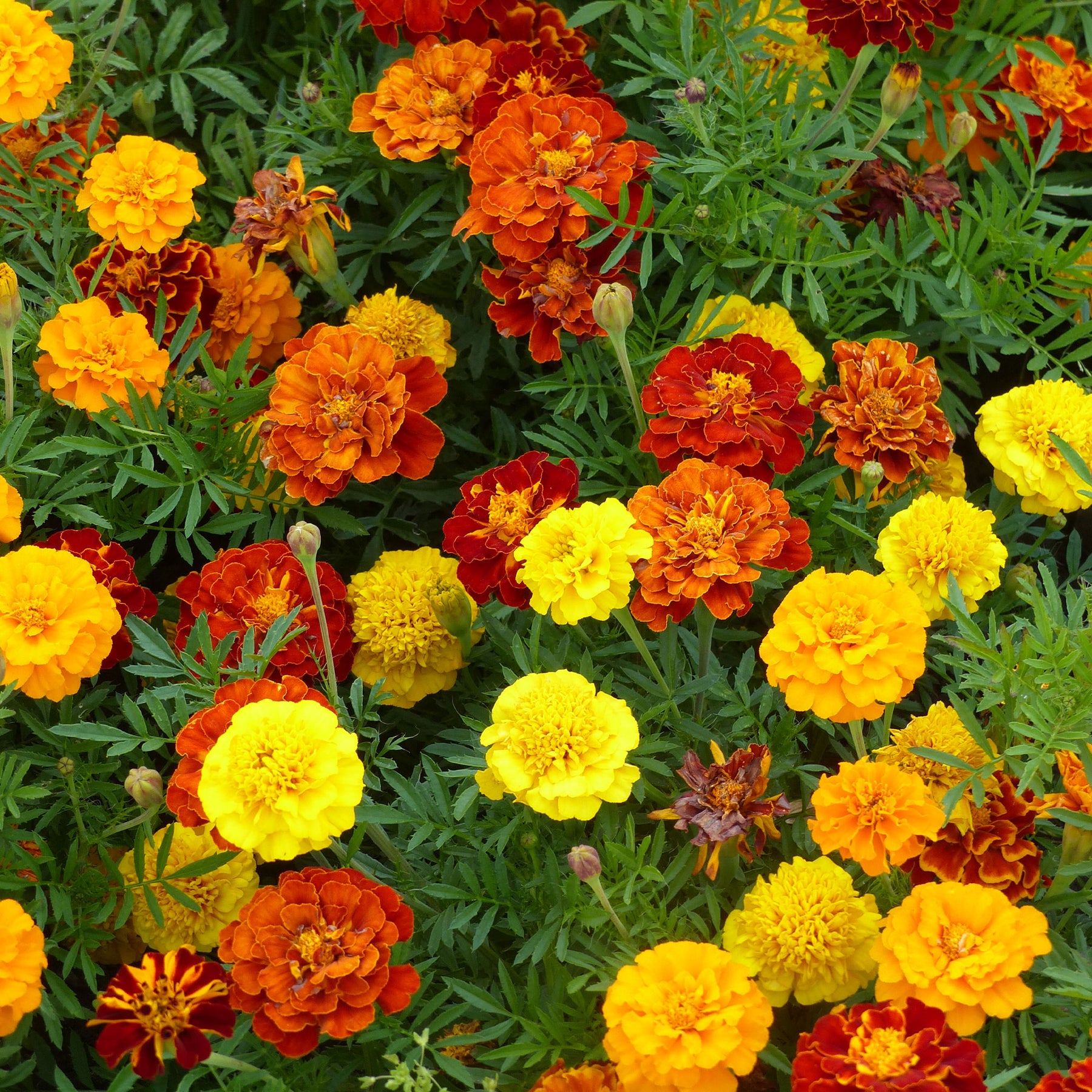 Niedrige Studentenblume - Tagetes patula - Willemse