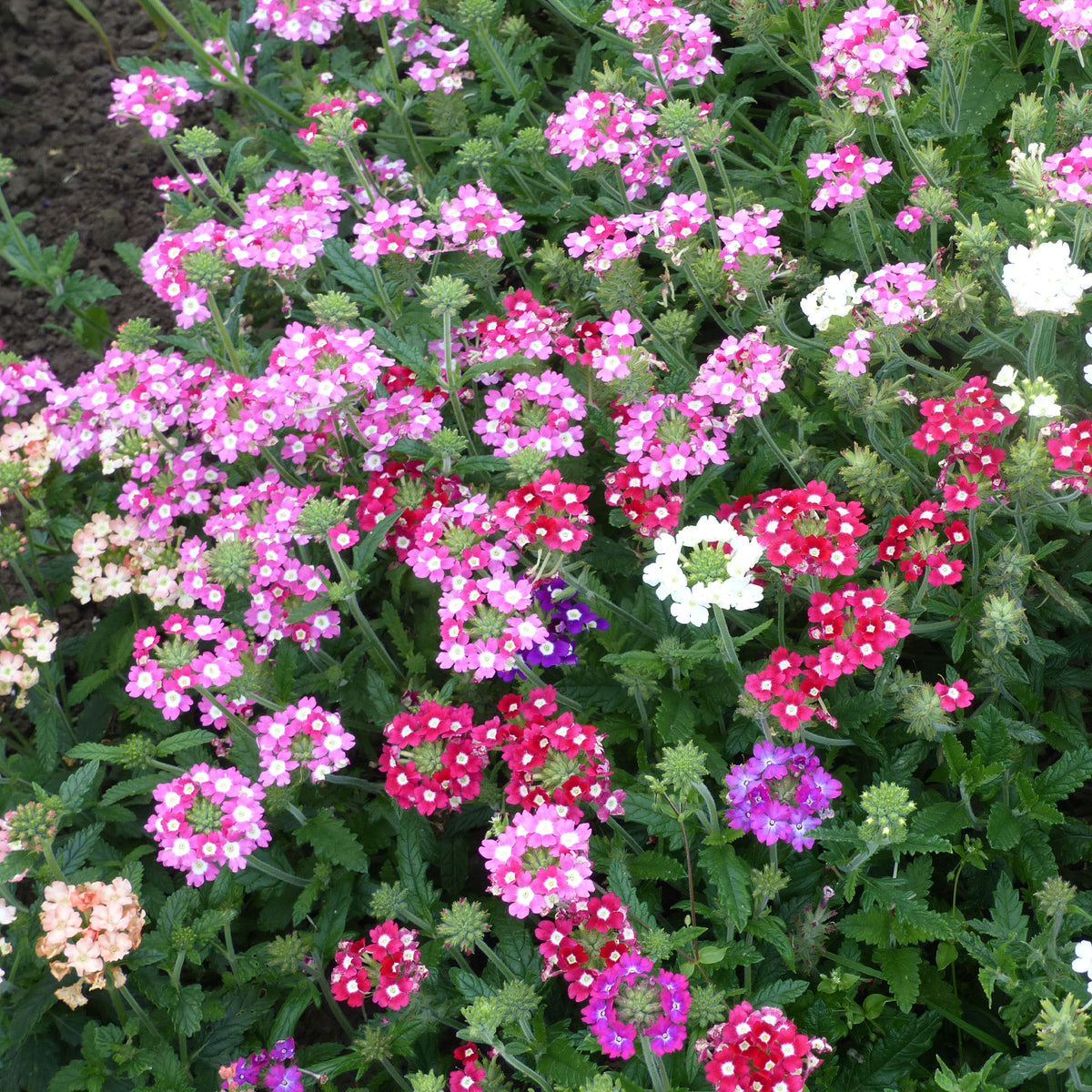 Verbenen Mischung - Willemse