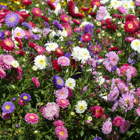 Sommeraster Super Princess Mischung - Callistephus chinensis - Willemse