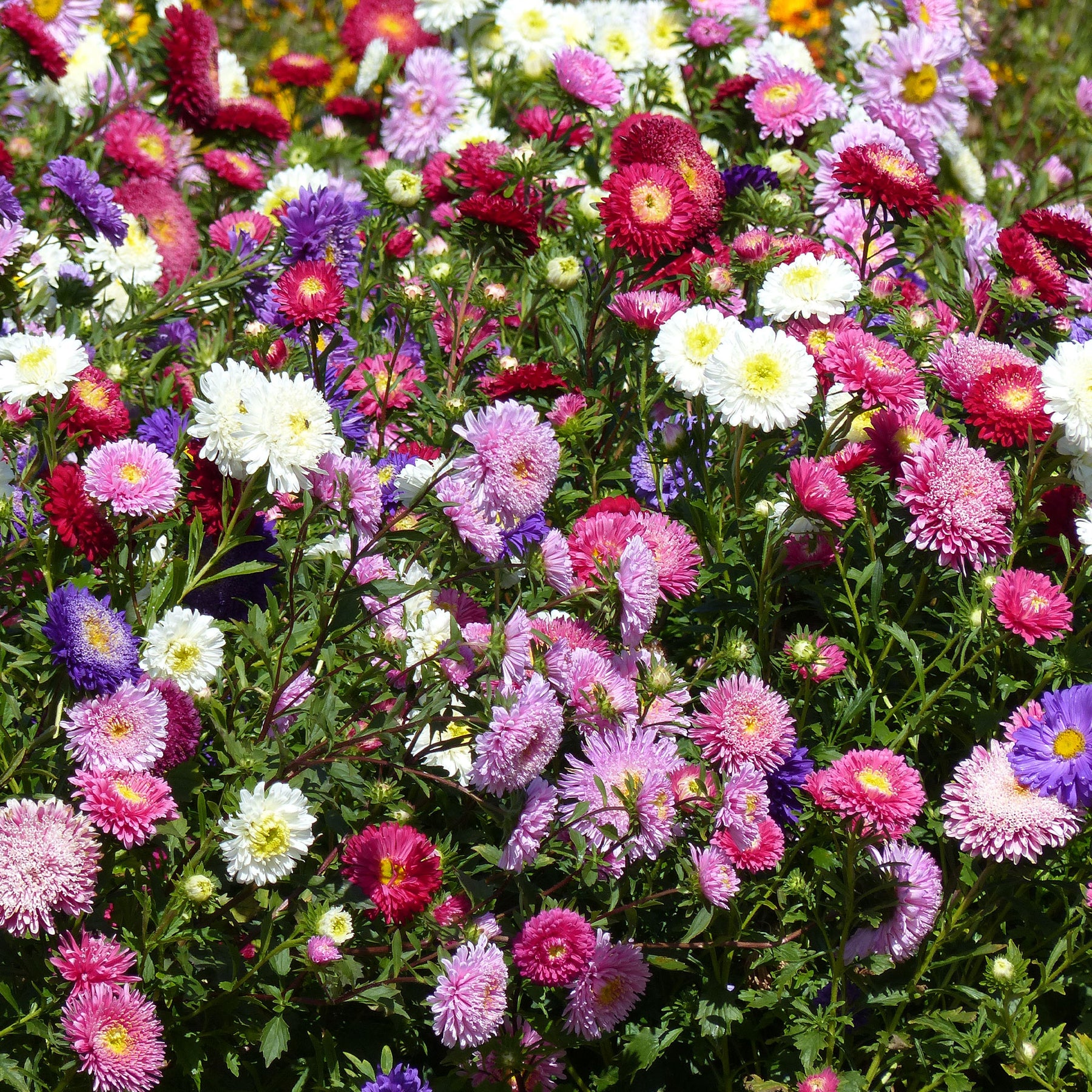 Sommeraster Super Princess Mischung - Willemse