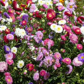 Sommeraster Super Princess Mischung - Willemse