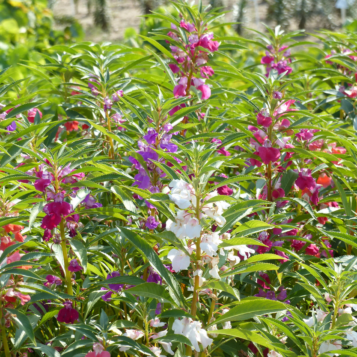 Kamelien-Balsaminen Mischung - Impatiens balsamina - Willemse
