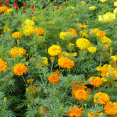 Indische Rosen Mischung - Willemse