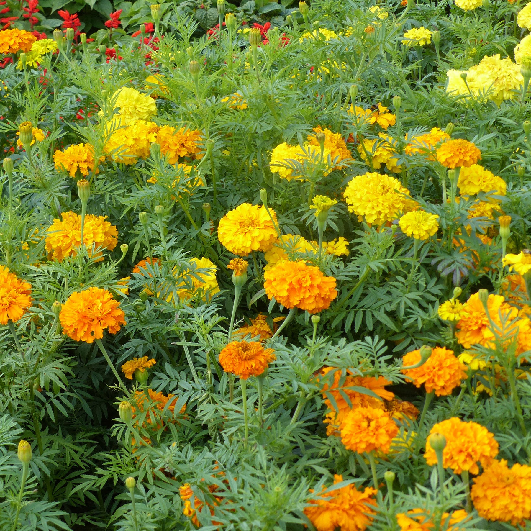 Indische Rosen Mischung - Willemse