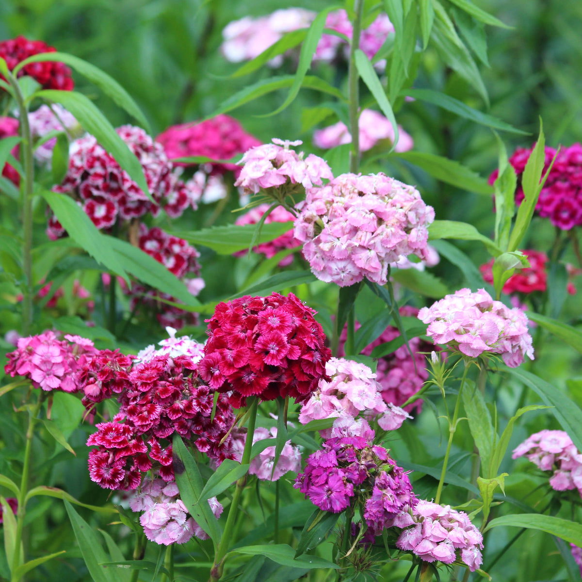 Dianthus barbatus - Bartnelke Mischung - Nelken - Dianthus