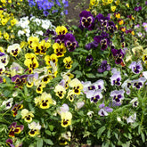 Stiefmütterchen Mischung - Willemse