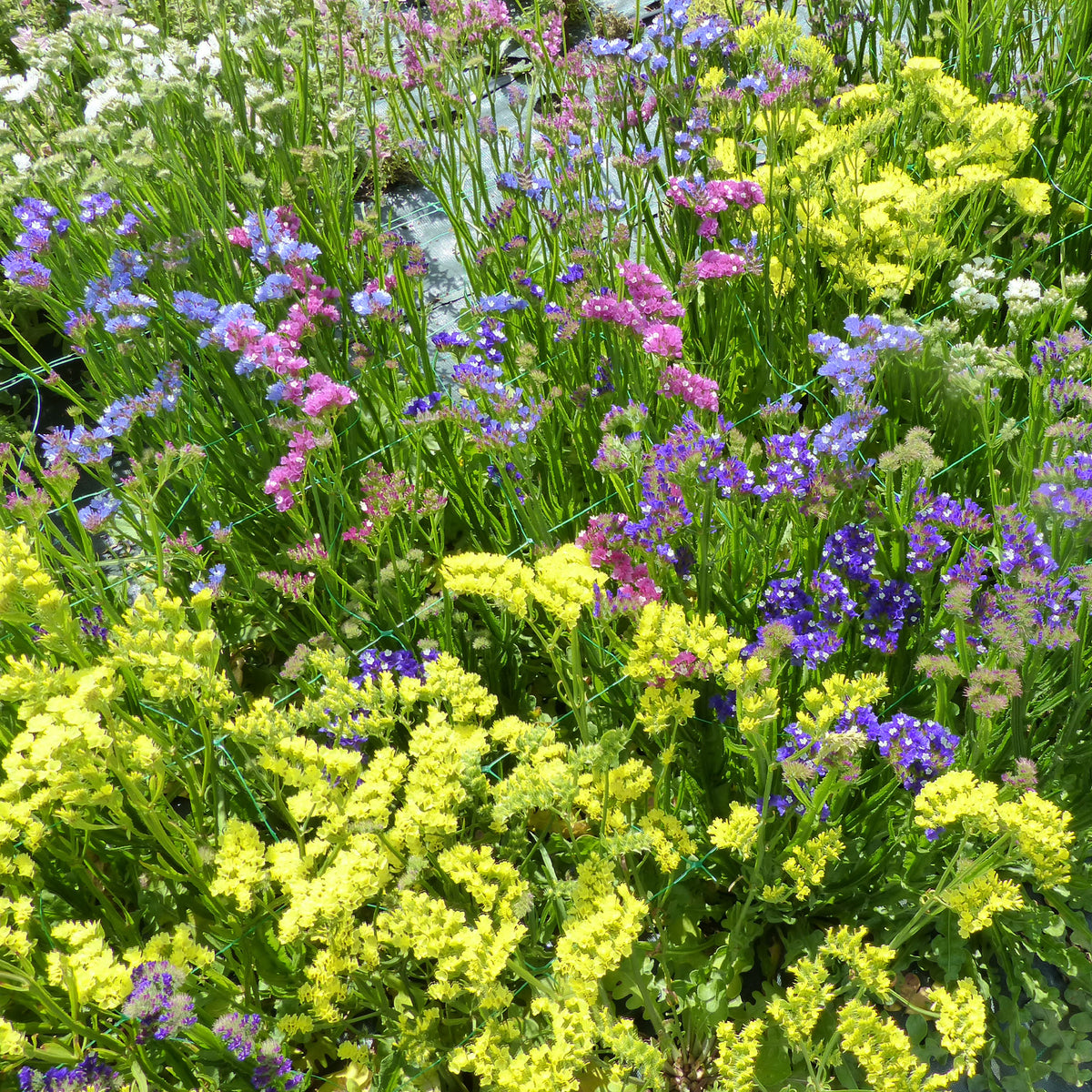 Strandflieder Mischung - Limonium sinuata - Willemse