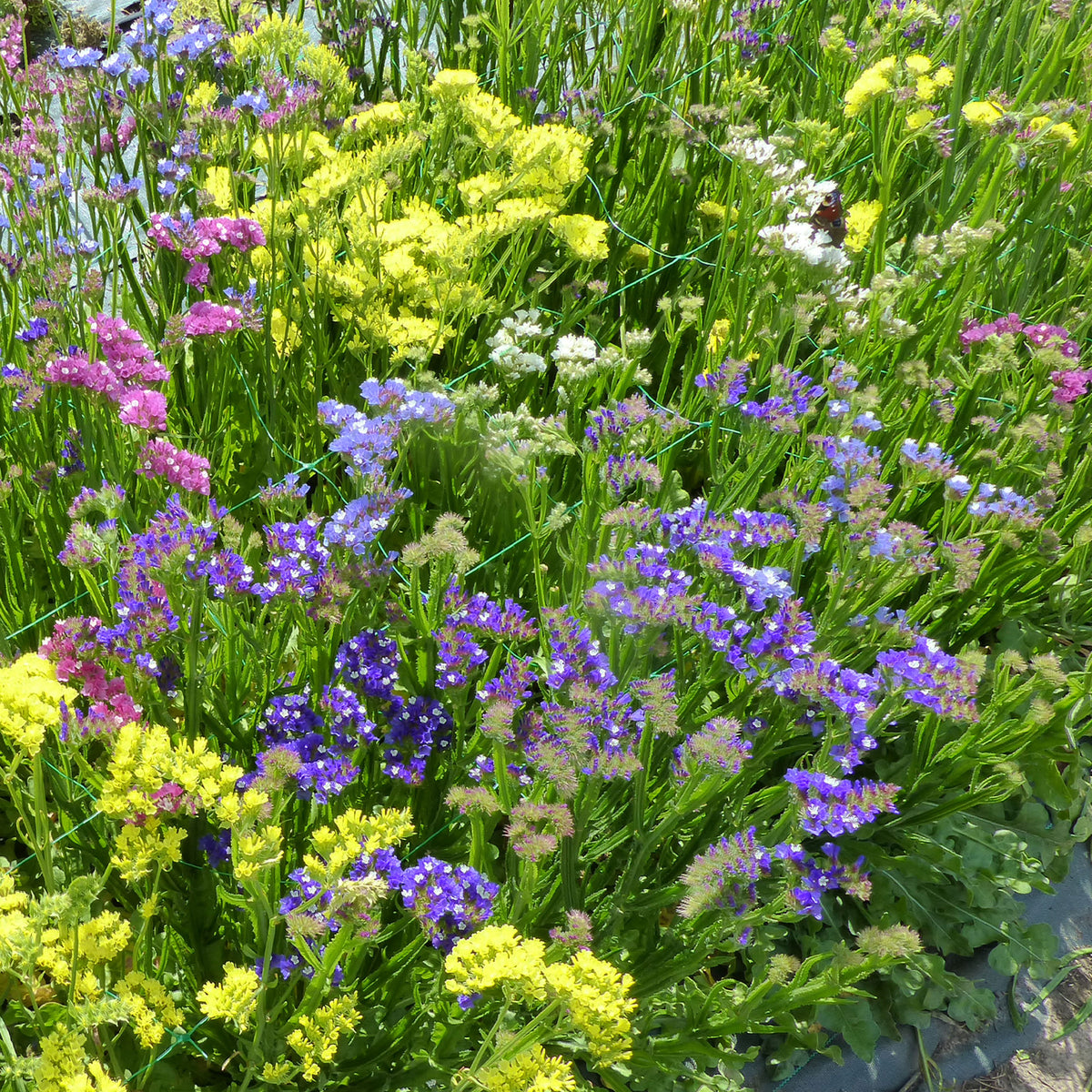 Strandflieder Mischung - Willemse