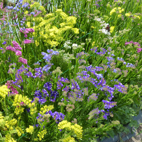 Strandflieder Mischung - Willemse