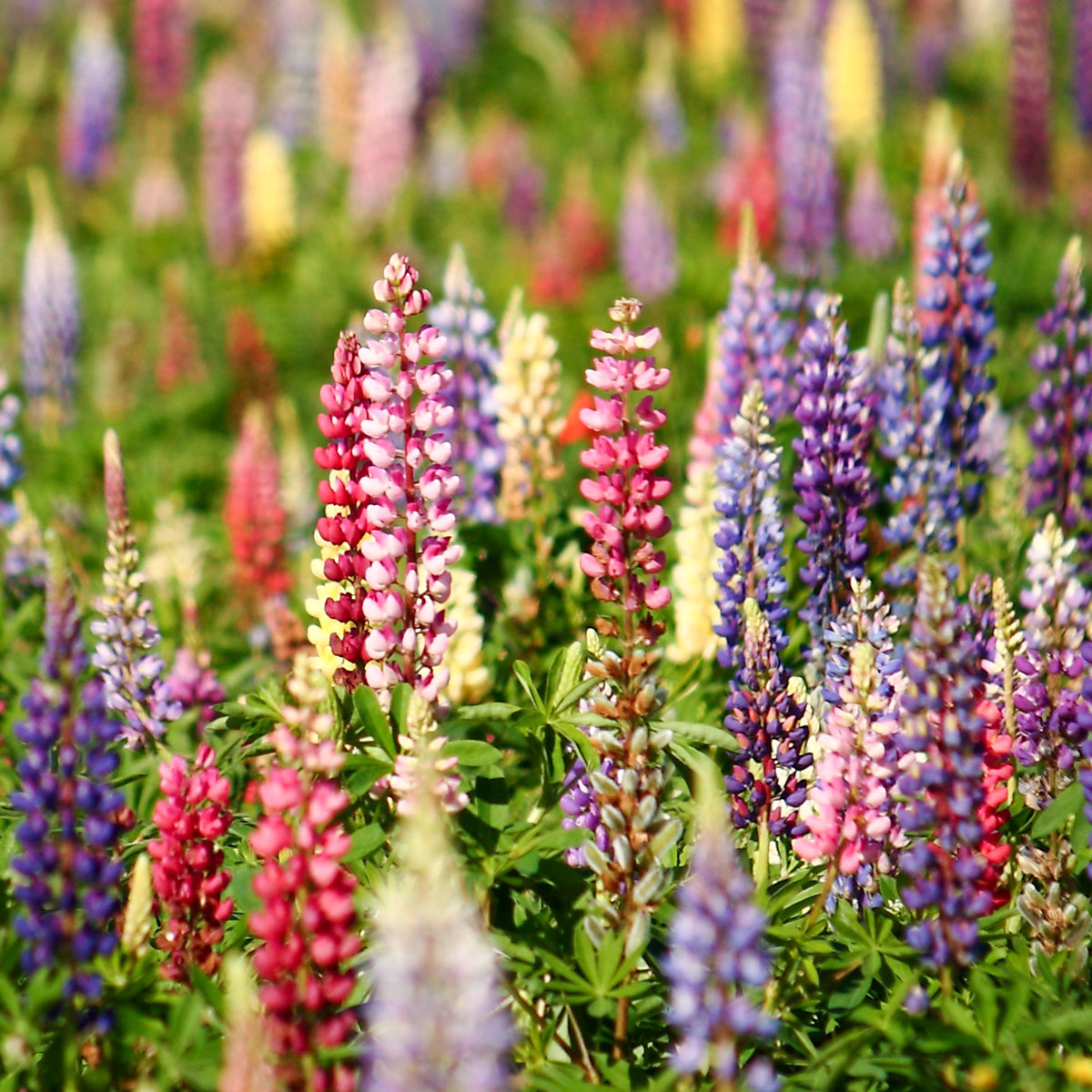Lupinen Russel Hybriden Mischung - Lupinus hybrid Russell - Willemse