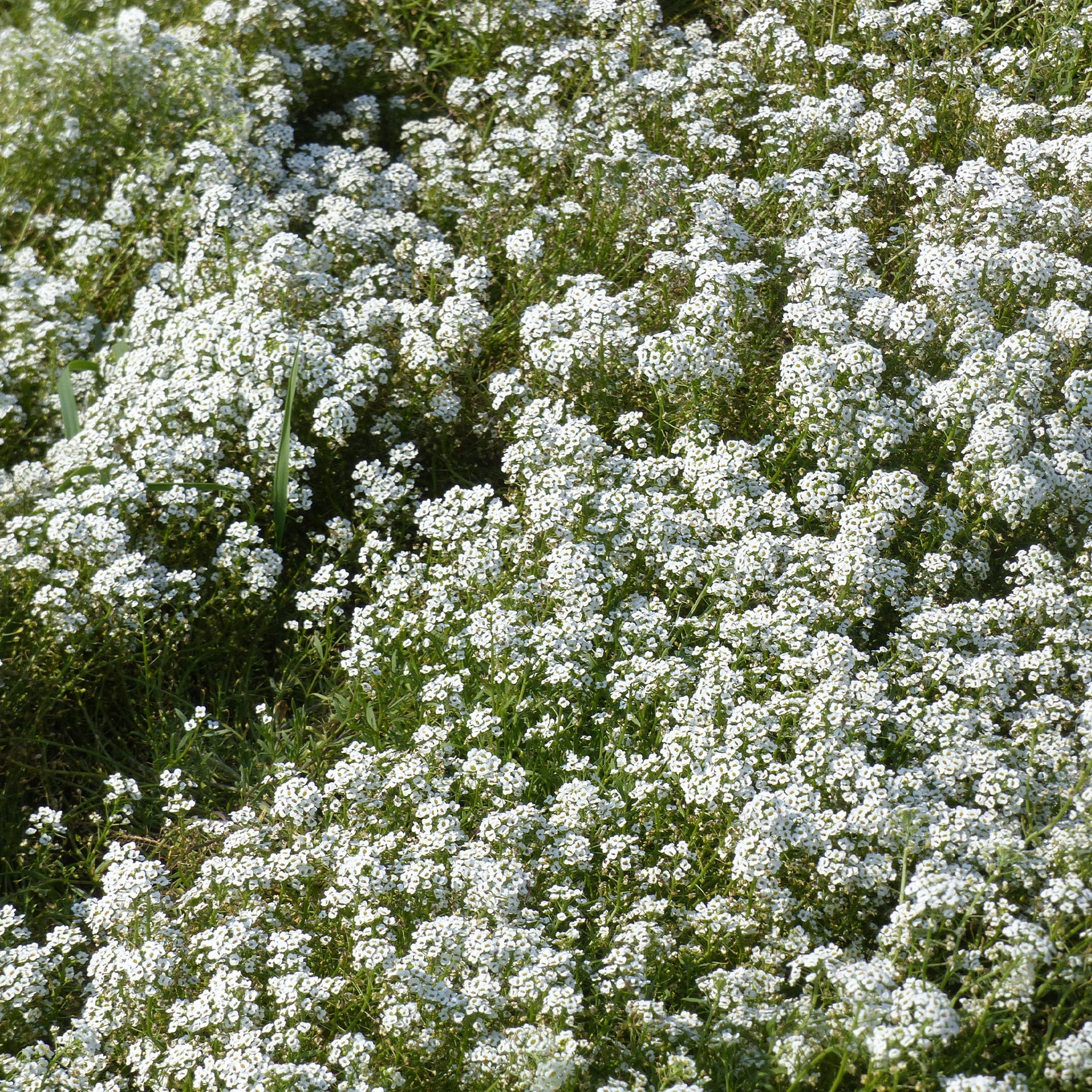 Duftsteinrich - Alyssum maritimum - Willemse