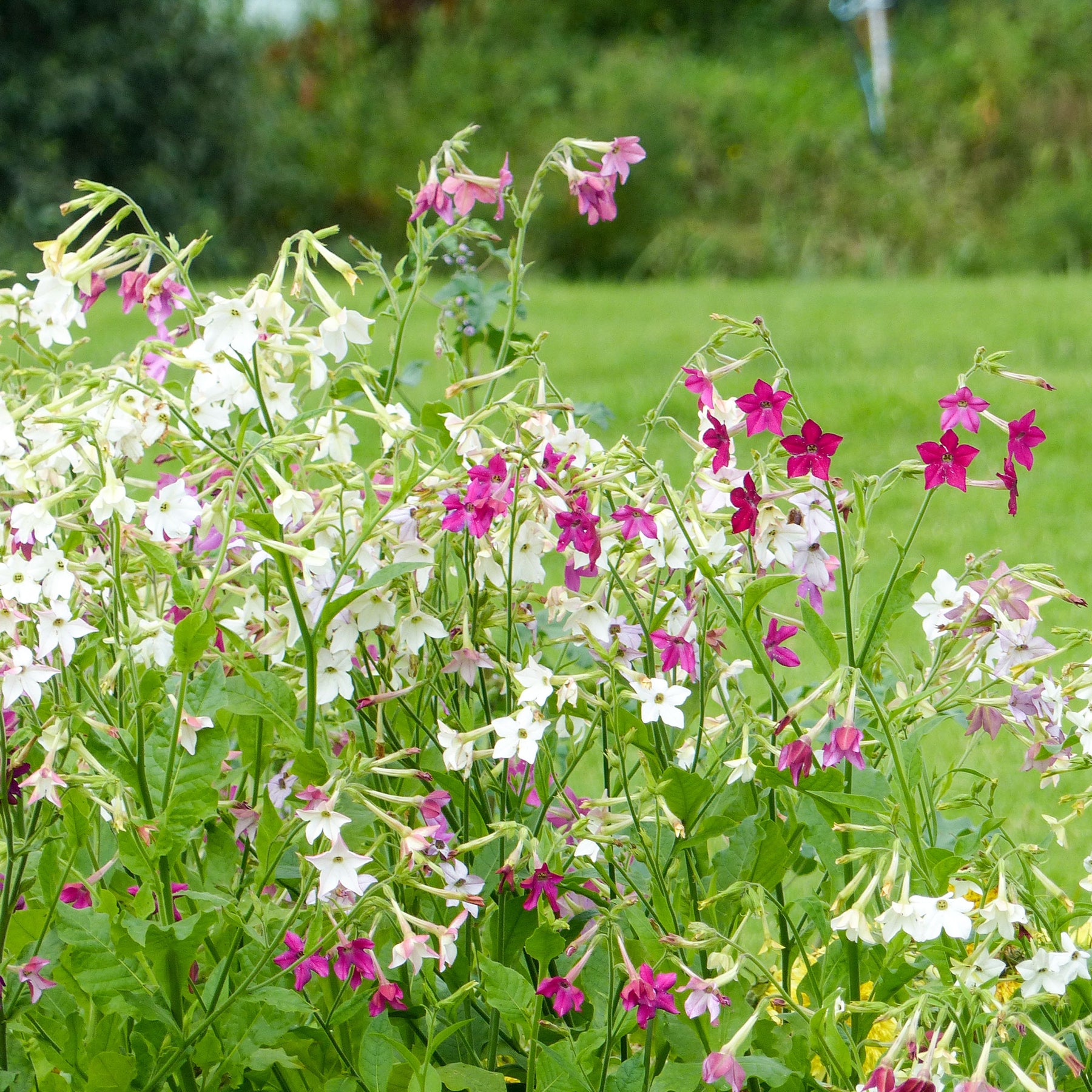 Ziertabak Mischung - Willemse