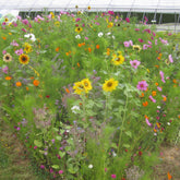 Bienenweide Mischung - Willemse