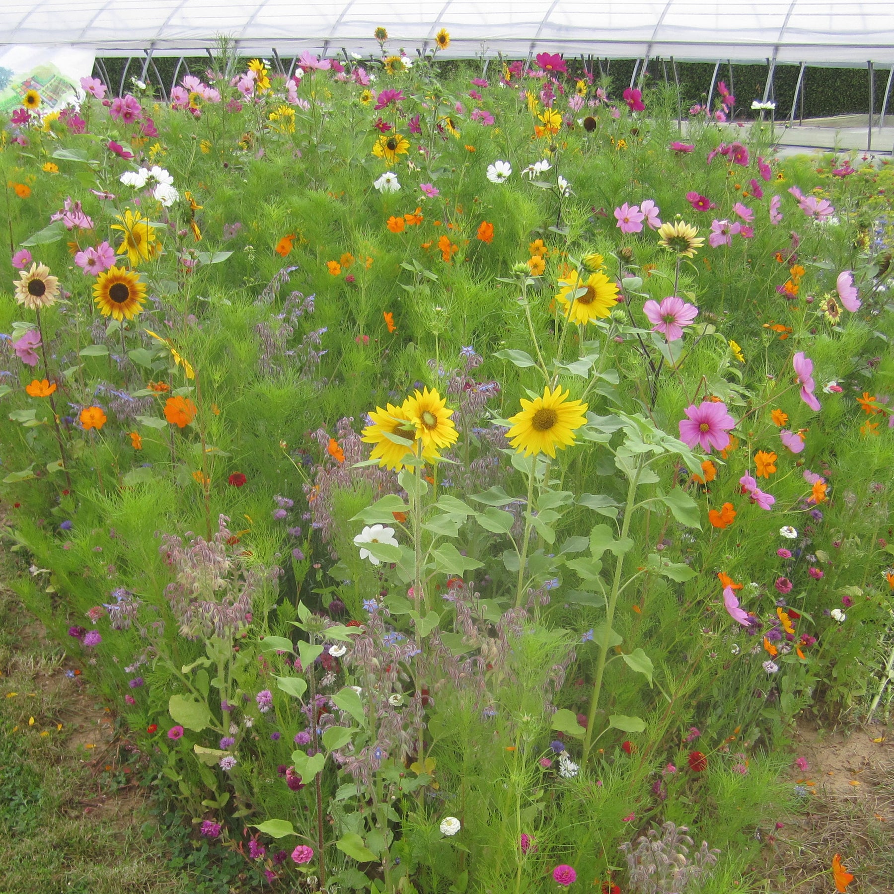 Bienenweide Mischung - Willemse