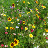 Spezialmischung für trockene Böden - Willemse