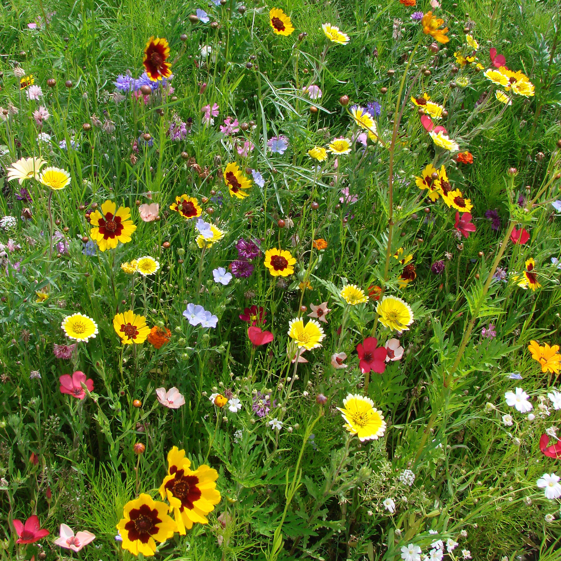 Spezialmischung für trockene Böden - Willemse