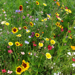 Spezialmischung für trockene Böden - Willemse