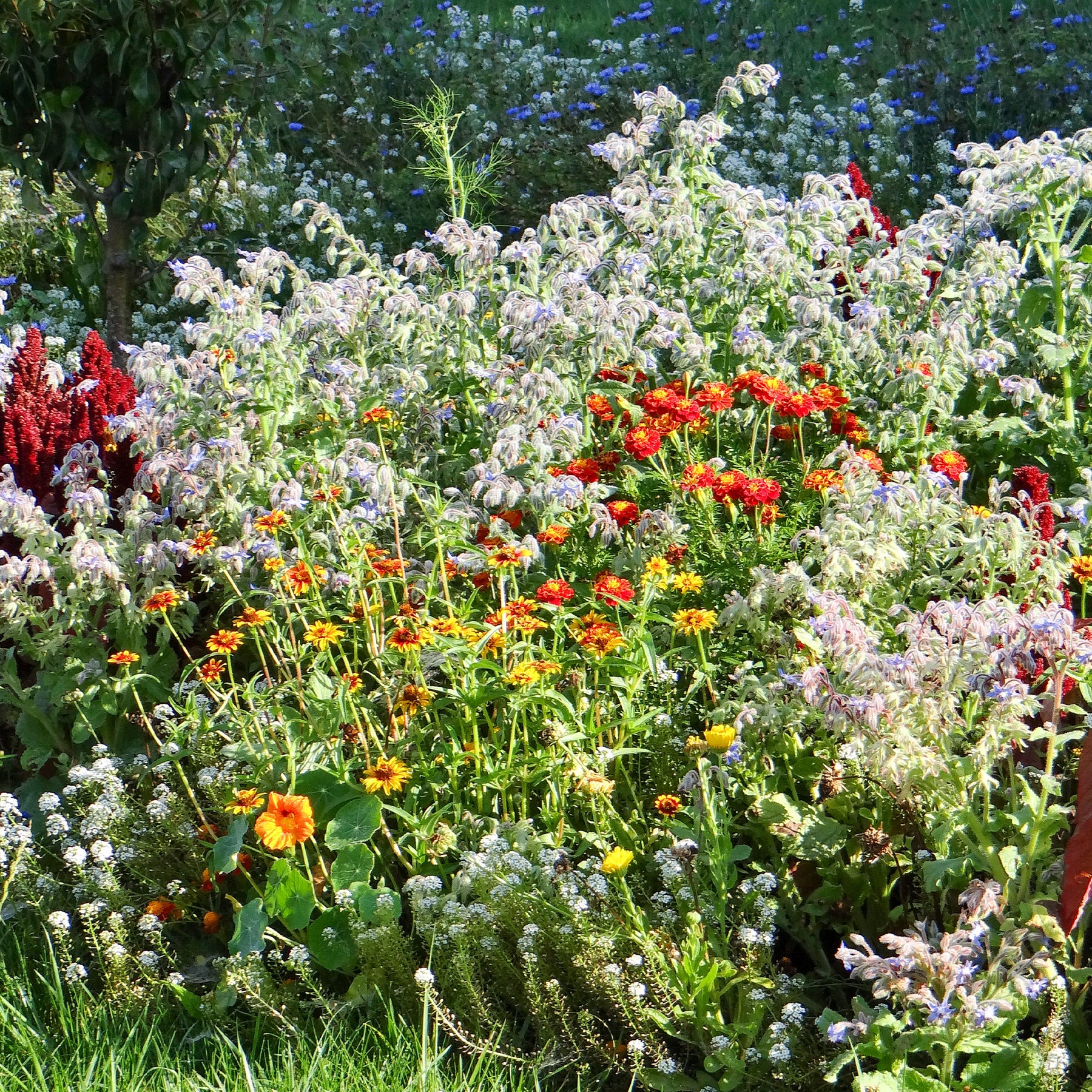 Blumenmischung zur Schnecken bekämpfung - Willemse