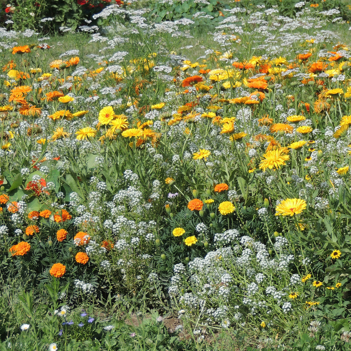 Blumenmischung gegen Blattläuse -  - Willemse