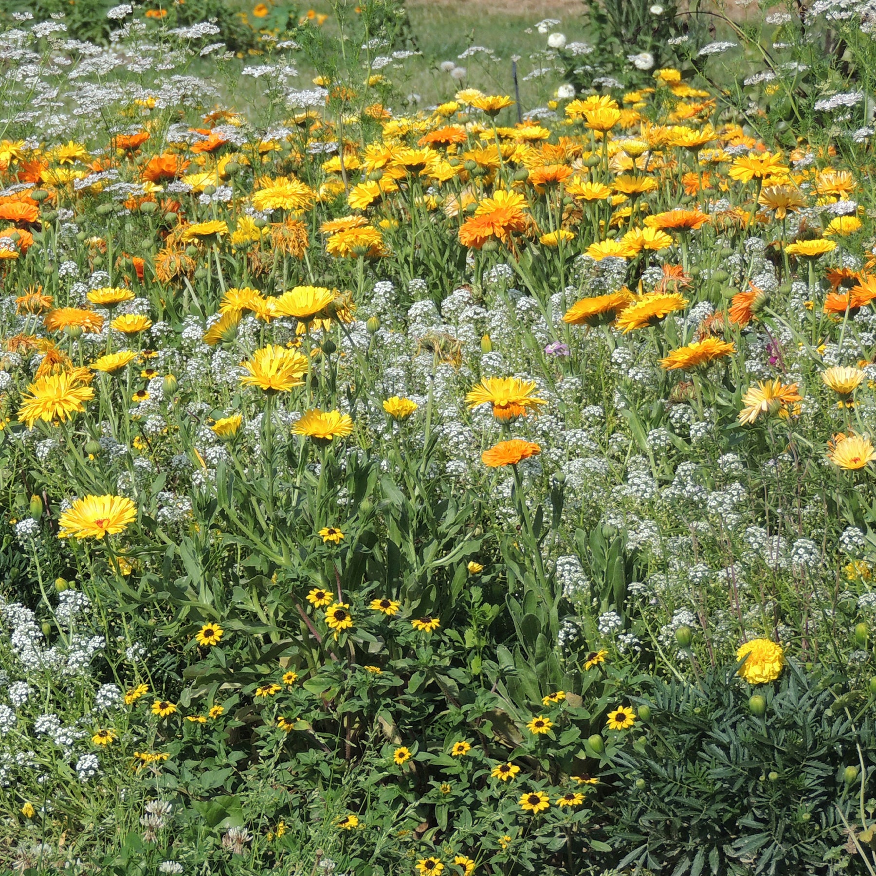 Blumenmischung gegen Blattläuse - Willemse