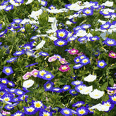 Dreifarbige Winde - Convolvulus tricolor - Willemse