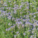 Bienenweide Phacelia tanacetifolia - Willemse