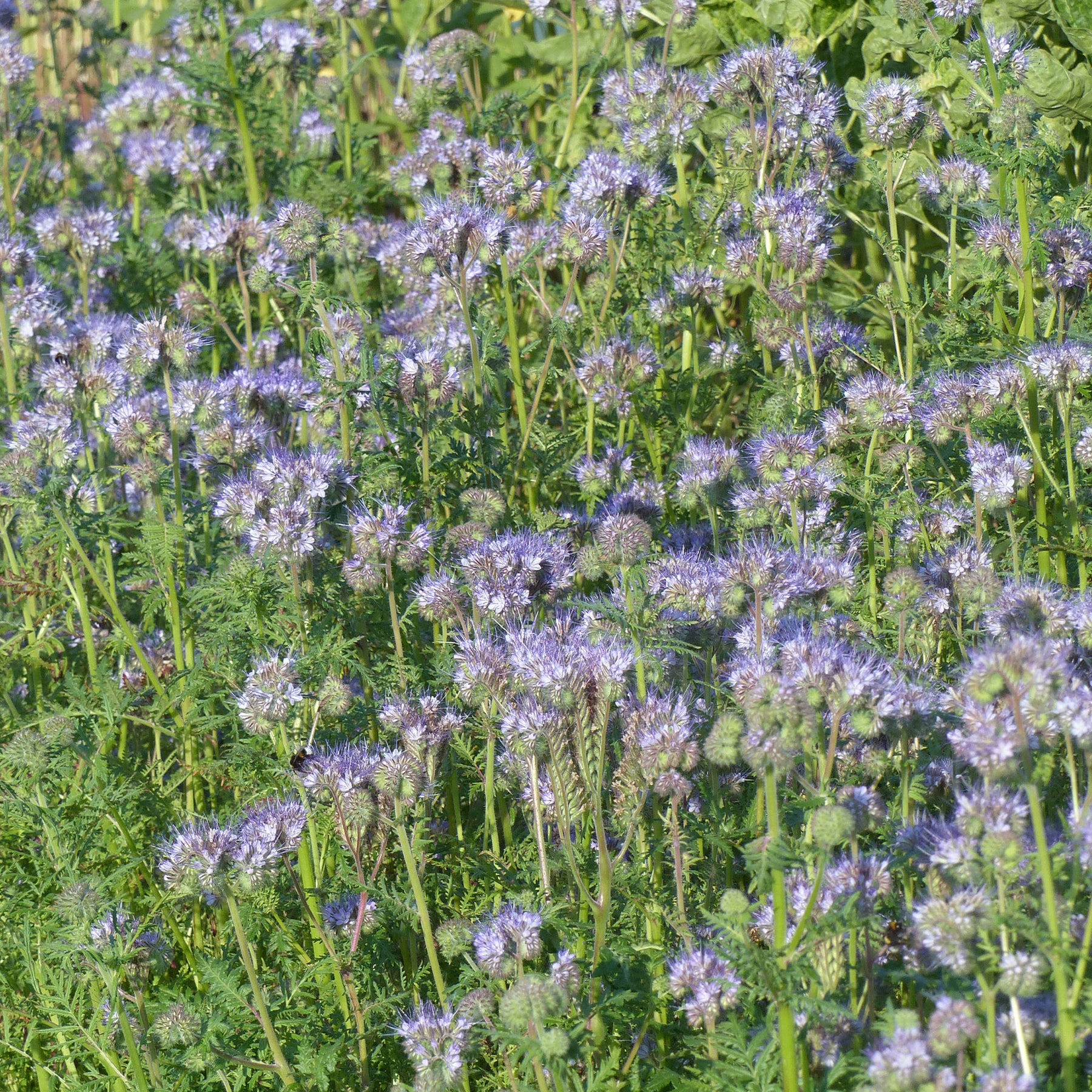 Bienenweide Phacelia tanacetifolia - Willemse