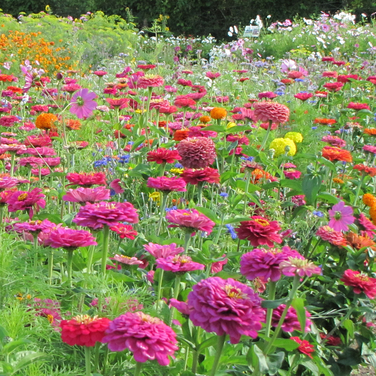 Spezielle Blumenmischung Schnittblumen -  - Willemse