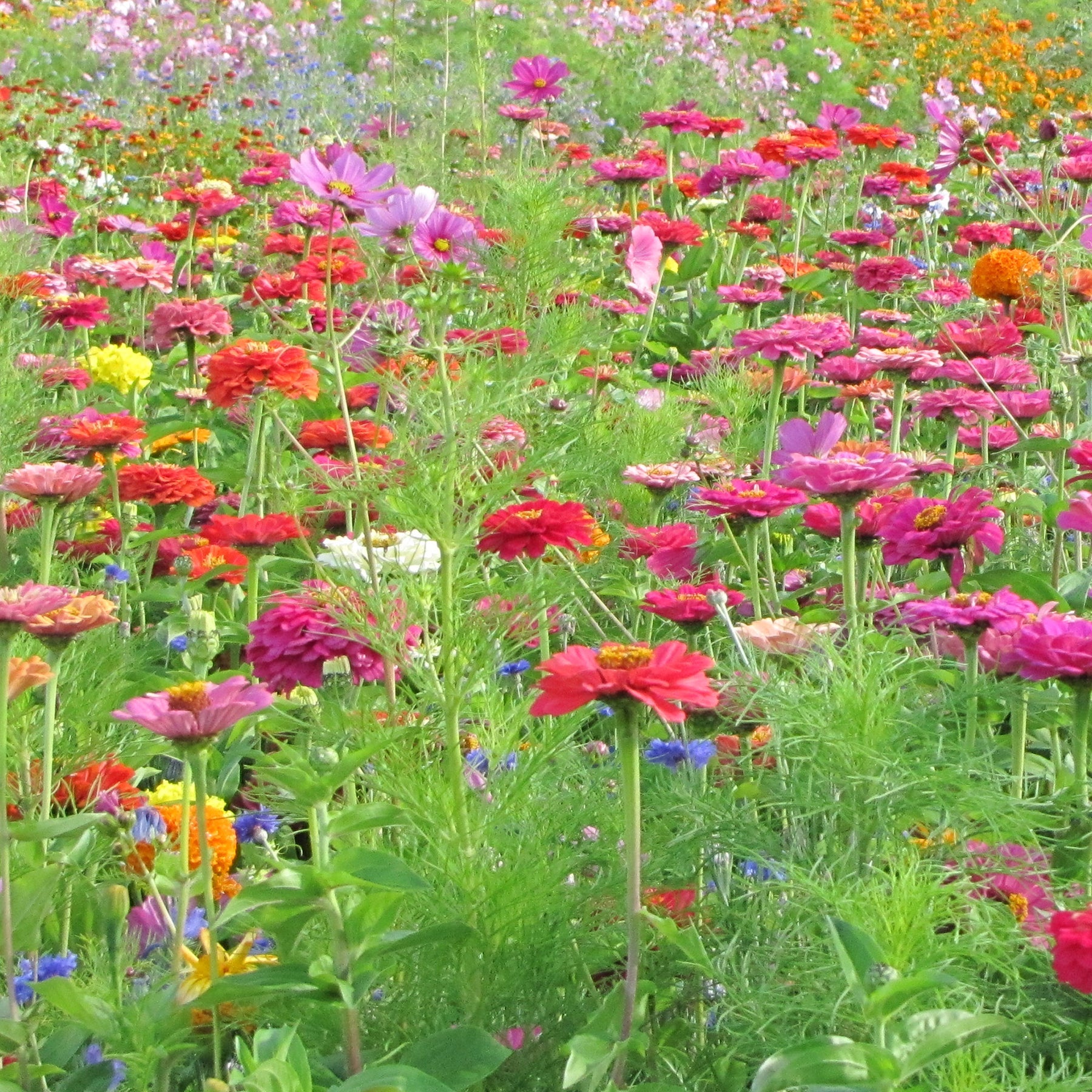 Schnittblumenmischung Saatgut - Willemse