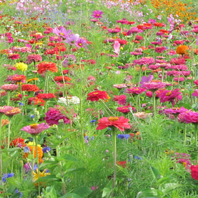 Schnittblumenmischung Saatgut - Willemse