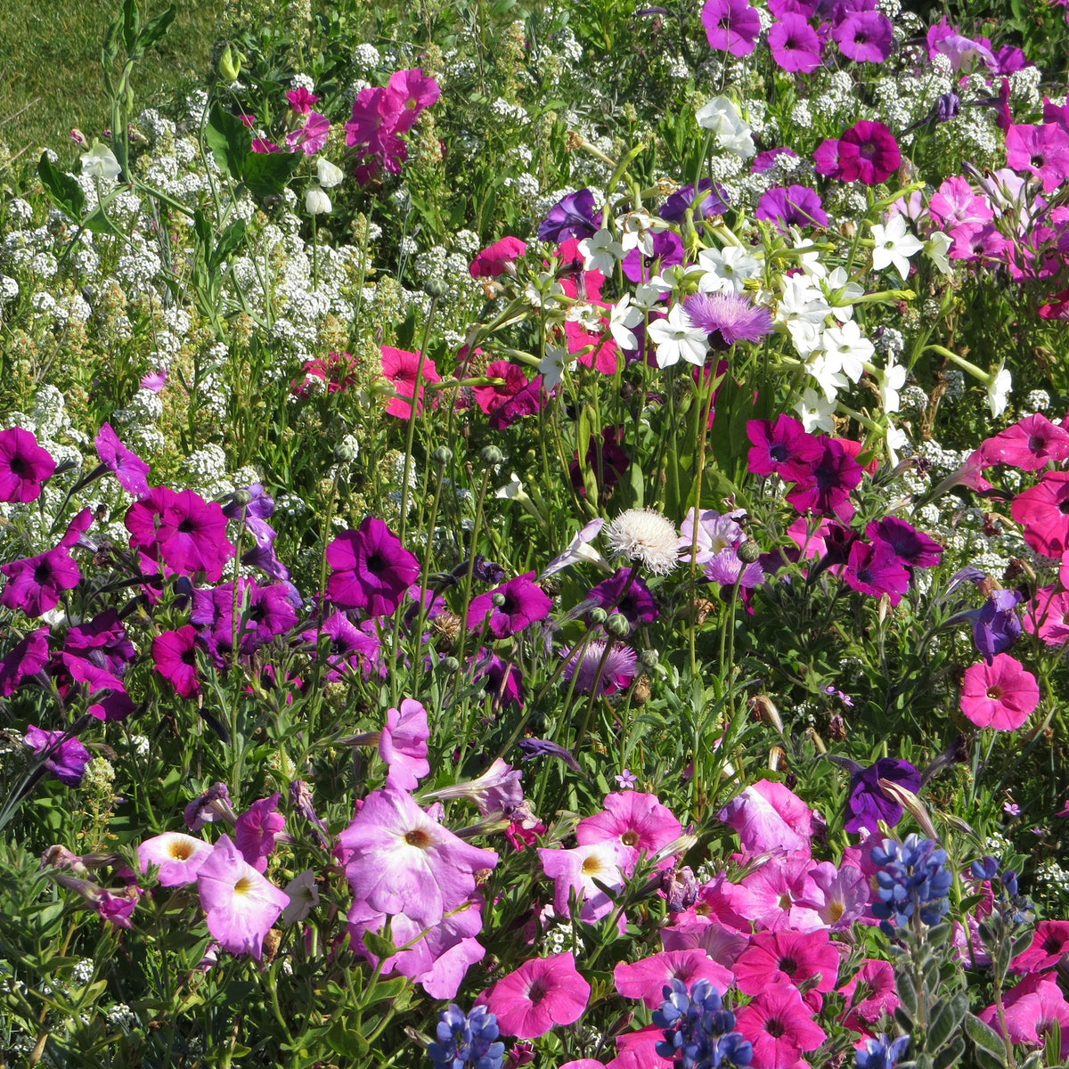 Stark duftende Blumenmischung - Willemse