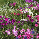 Stark duftende Blumenmischung - Willemse