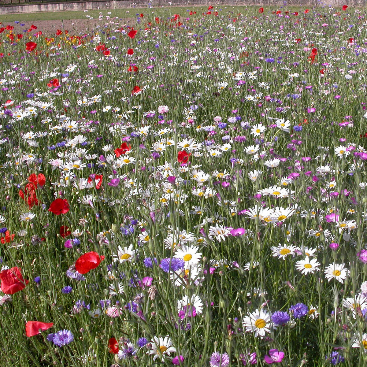 Feldblumenmischung - Mélange fleurs des champs - Willemse