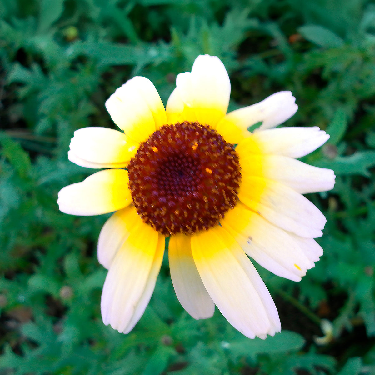 Bunte Margerite Polar Star - Chrysanthemum carinatum Polar Star - Willemse