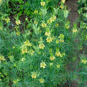 Orientalischer Schwarzkümmel Transformer - Willemse