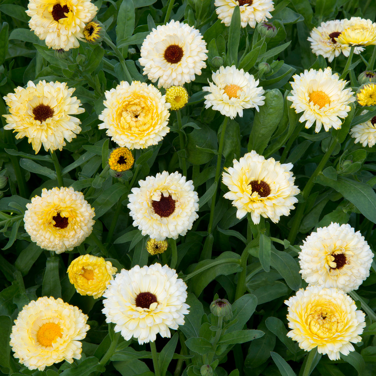 Ringelblume Ivory Princess - Willemse