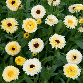 Ringelblume Ivory Princess - Willemse