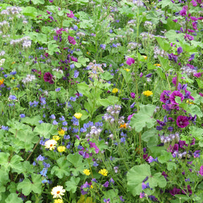 Intensiver Bienenblumen-Mix - Willemse