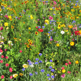 Sommerblumen-Mix multicolour - Willemse