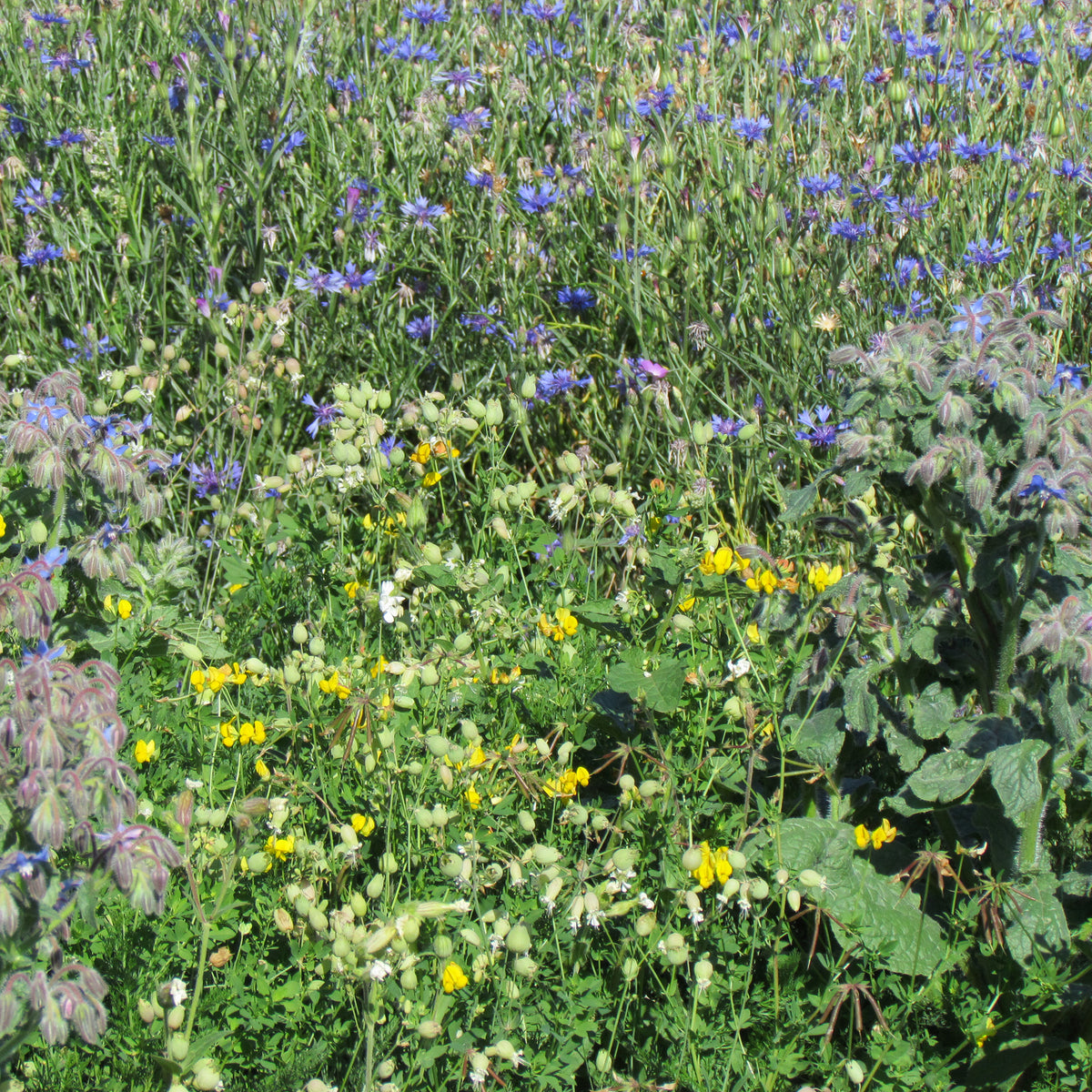 Blumenmischung „Allround“ - Willemse