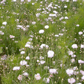 Cremefarbene Blütenmischung - Willemse