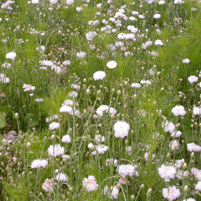 Cremefarbene Blütenmischung - Willemse