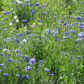 Blaue Blütenmischung - Willemse