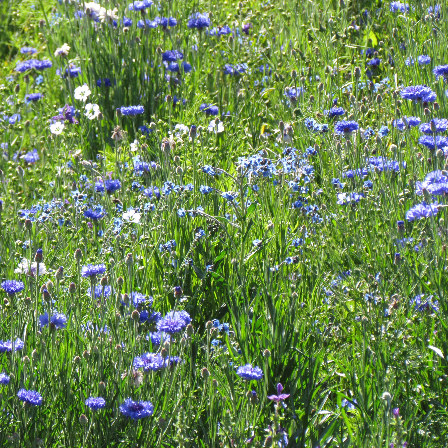 Blaue Blütenmischung - Willemse