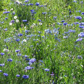Blaue Blütenmischung - Willemse